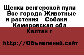 Щенки венгерской пули - Все города Животные и растения » Собаки   . Кемеровская обл.,Калтан г.